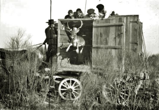 1925 - Liberación de gamos